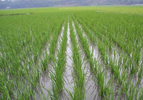 缅甸实皆省内雨季期间包括稻田在内损毁的农田有十多万英亩