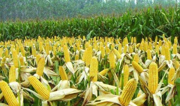 缅甸今年冬季作物种植将加大玉米的种植比例