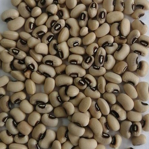 欧洲国家有意愿购买缅甸生产的白豇豆