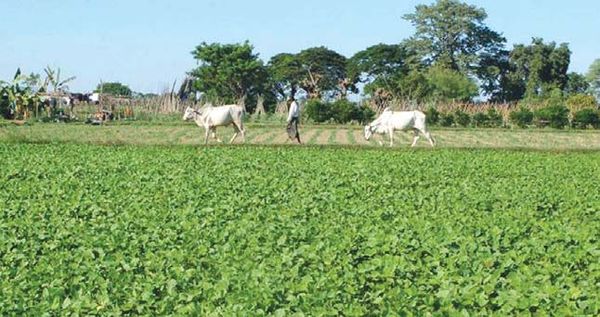 实皆省为冬季作物的种植将贷款520亿缅元给当地农户们