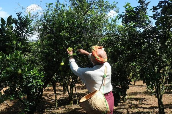 受疫情影响掸邦南部橘子价格暴跌