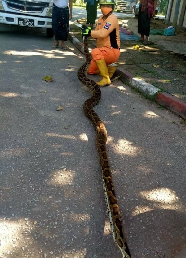 仰光马路上发现一条巨蟒