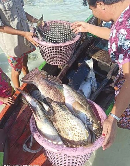 德林达依海岸地区发现大量石斑鱼浮到水面上随波逐流