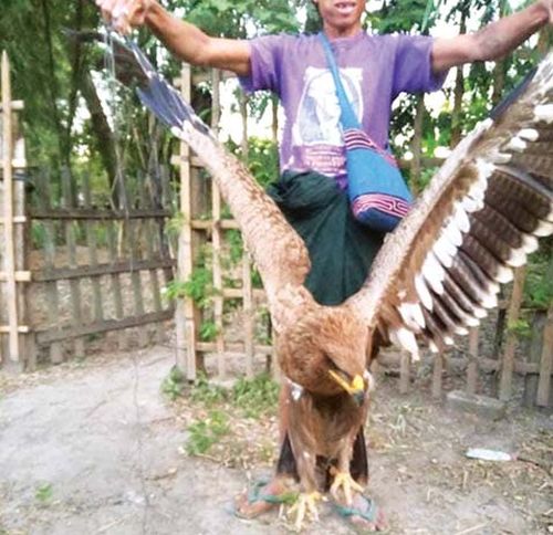 一头大雕跌落在勃固省境内已获救