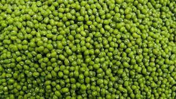 仰光省宋割县境内种植的10多万英亩绿豆可获得冬季作物贷款