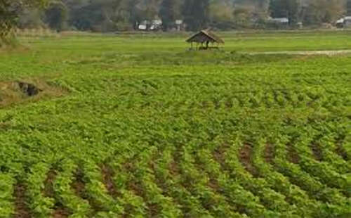 仰光省准备种植45万英亩的冬季作物