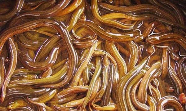 水产养殖工作者应参与鳝鱼饲养工作