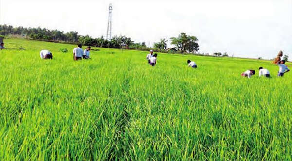 雨季稻谷价钱上扬可能激发农民们多栽种夏季稻