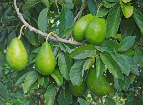 掸邦南部牛油果种植者改种新良种