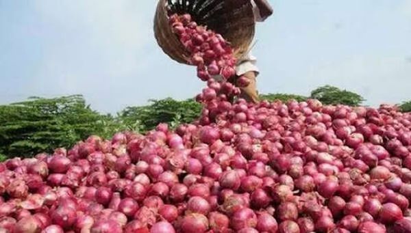 缅孟边境口岸关闭导致洋葱种植者与商贾人士陷入困境