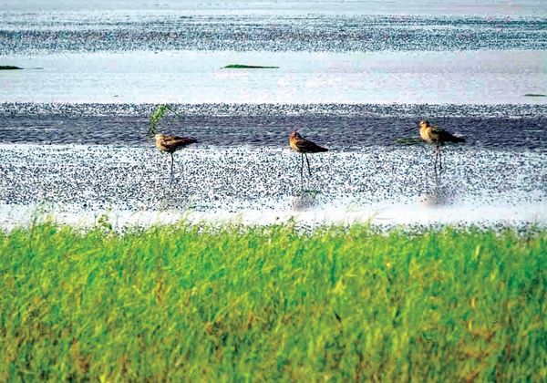 若开邦北部南达岛与梅友河口地区将努力缔造为自然保护区