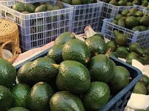 缅甸牛油果享誉英伦三岛有望扩展到欧洲市场