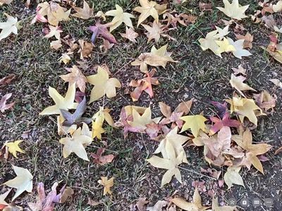 深秋（梅彩蝶）