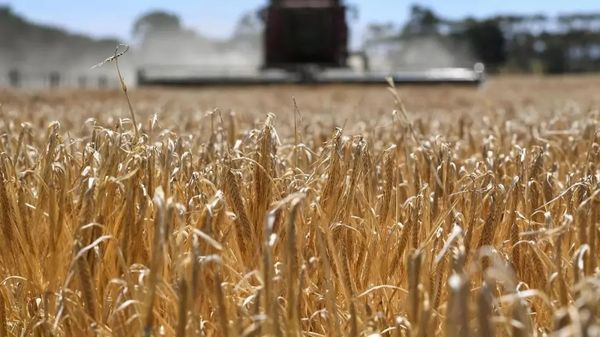 澳大利亚居然跑到WTO去告状，胡锡进：不就是官司吗？打就是了！