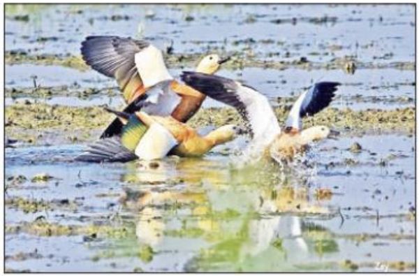 今年进入缅甸曼德勒省的候鸟总数数量大减