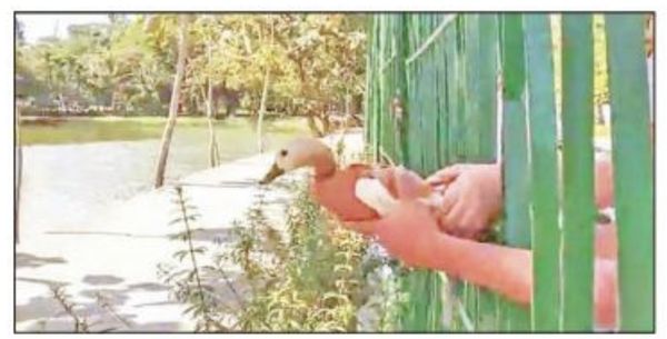 有人将14只鸳鸯在仰光大湖放生