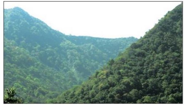 在缅甸境内发现的猿猴新品种—卜巴长尾猴的发现与鉴定工作介绍