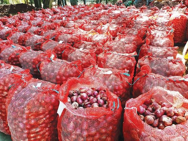 今年雨季洋葱丰收但价钱不理想农夫们收益大减