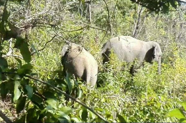 缅甸林业局与野生动物维护组织在若开邦南部加强野象维护工作