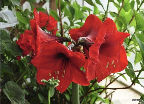 元旦绽放的朱顶红（朱徐佳）