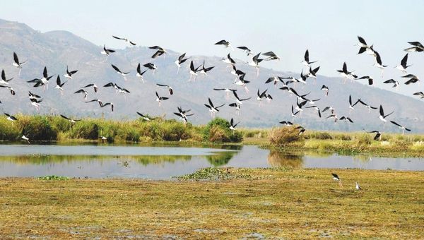 茵莱湖保护林地区内栖息生存着360多种鸟类