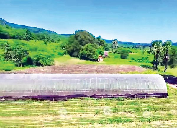 应用以色列国家的温室技术栽种番茄已获得成功