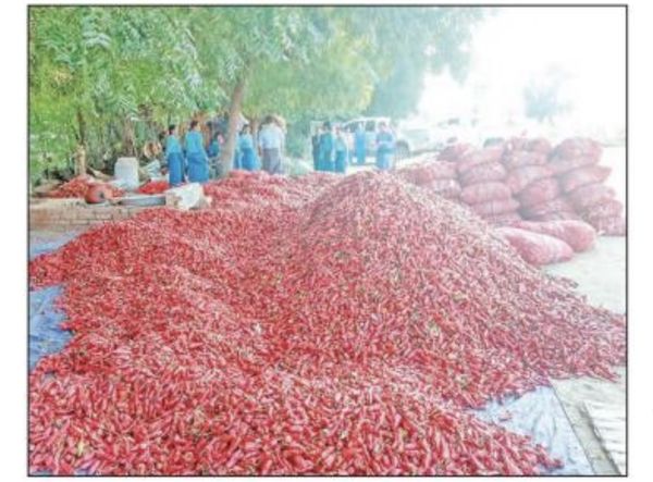 近期缅甸由边贸每天向泰国出口80吨鲜辣椒