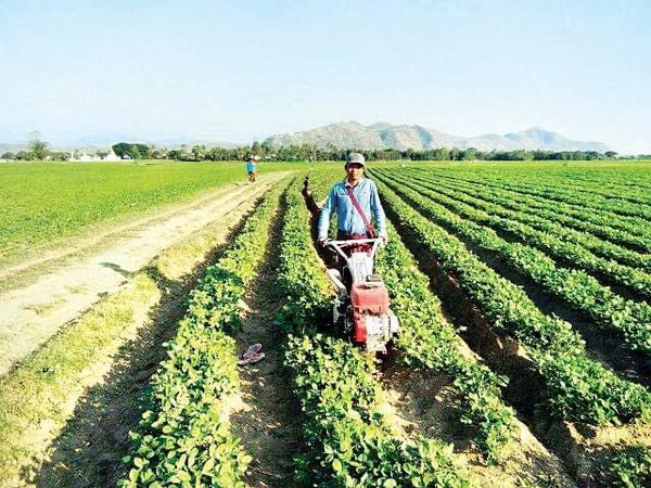 缅甸应扩大种植油料作物