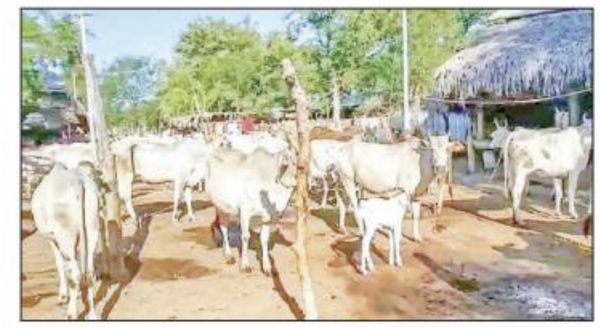 实皆省委勒县境内家庭养牛业大有发展前途