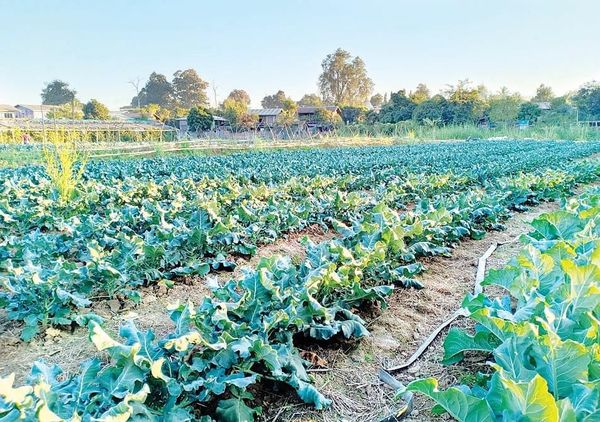 实皆省农民们种植各类蔬菜收益良多