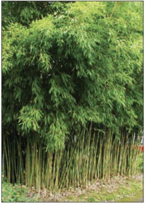 为保护环境预防自然灾害而建设竹林