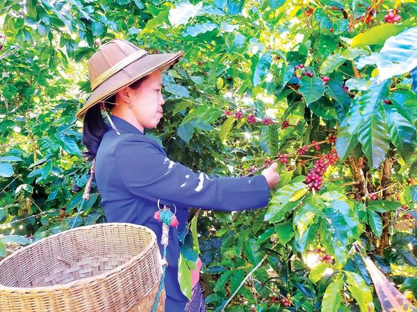 掸邦南部伊瓦岸县区生产特级咖啡畅销国内外市场