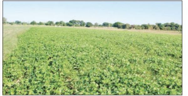 实皆省冬作物绿豆种植面积达到十多万英亩