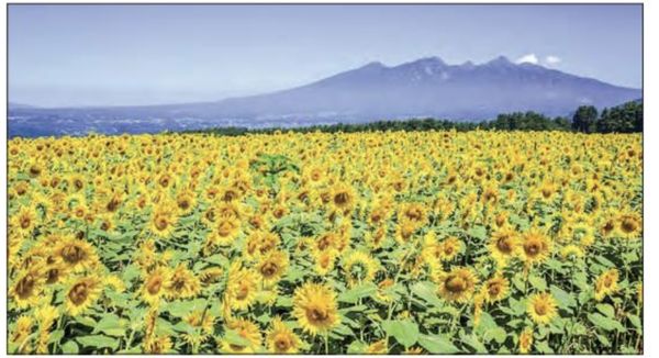 曼德勒省在2020—21财政年度将种植160多万英亩油料作物