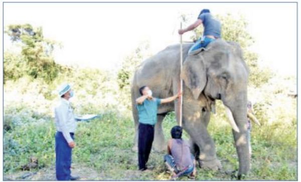 实皆省对饲养的训象进行登记注册工作