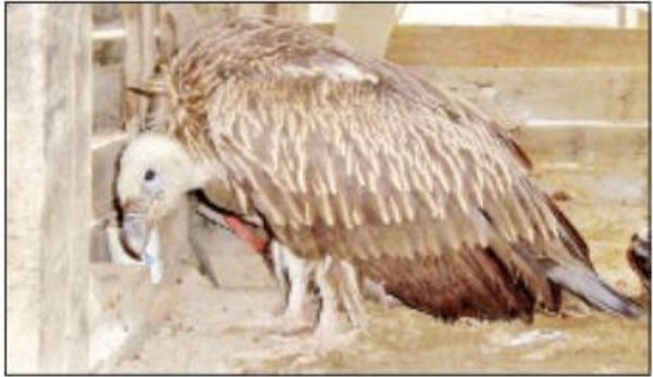 来自喜马拉雅山区的一头秃鹫跌落在勃固省东部地区