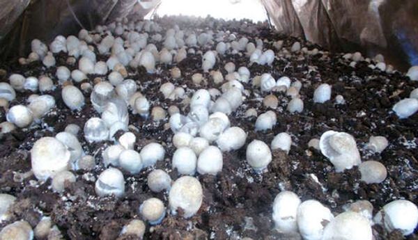 发展蘑菇种植业，增进底层民众的收入