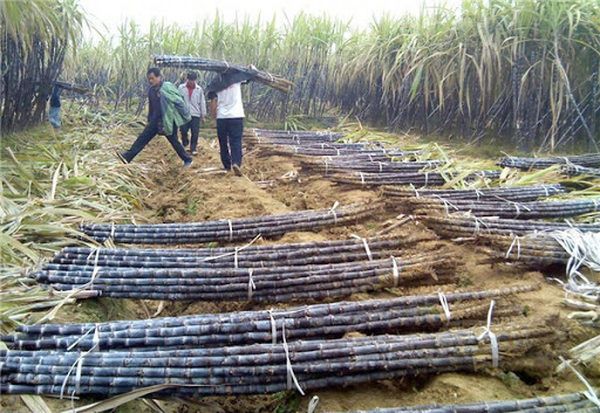 由中缅边境今年将向中国出口上百万吨甘蔗