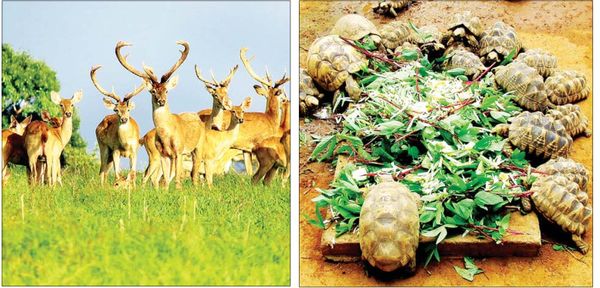 瑞射陶野生动物保护林注重维护缅甸两种特有的珍稀物种