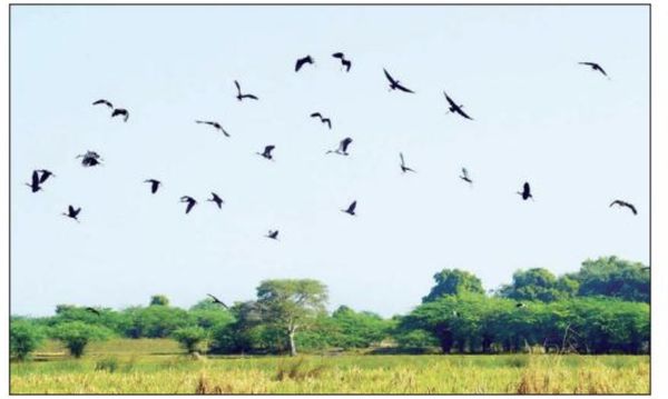 密铁拉地区大量候鸟前来栖息过冬