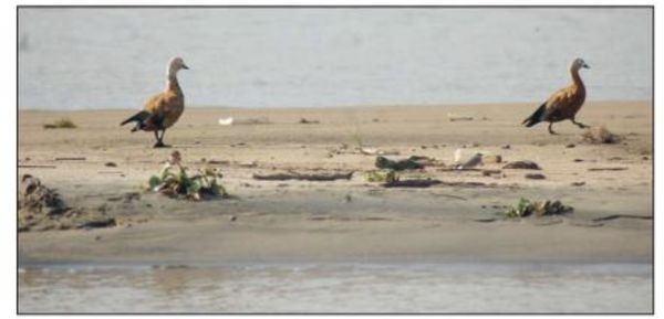 在伊洛瓦底江上过冬的鸳鸯鸟比往年少了