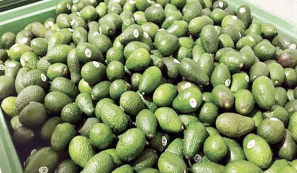 牛油果季节即将到来 产量会有所提高