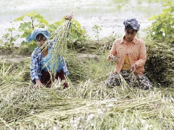 农民们改种更容易上市出售的各种冬夏作物