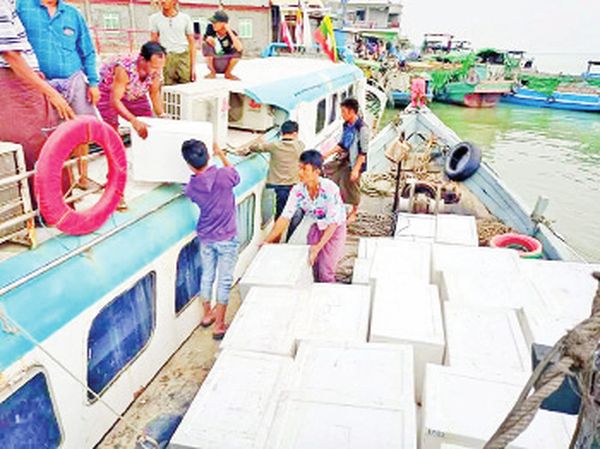 皎漂镇虾苗孵化场生产和销售状况