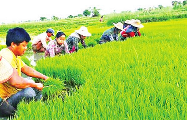 农业种植直到今天还是缅甸国家的主干行业