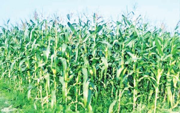 良吴县境内玉蜀黍价钱大跌购买力仍疲弱