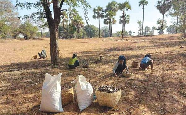 缅甸中部干旱地区牛饲料奇缺只能喂食树叶及野生果实
