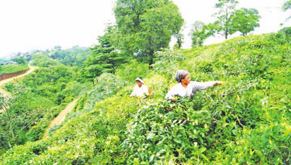 钦邦茶叶远销克礼平原地区