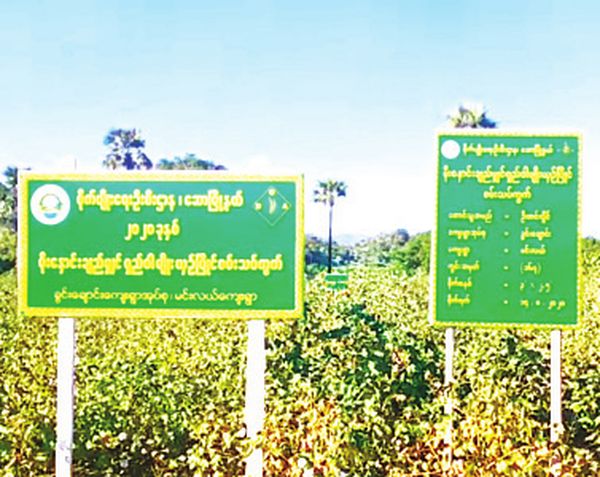 马奎省试验种植雨后长纤维棉花