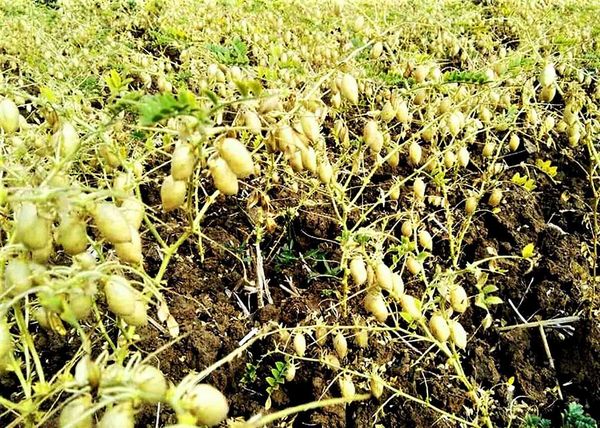 缅甸国内鹰嘴豆种植情况